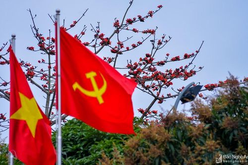 Đẹp đến ngẩn ngơ 'khung trời' hoa gạo trên các vùng quê Nghệ An