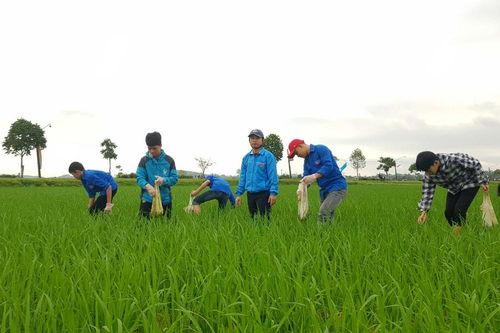 Nghệ An: Đoàn viên thanh niên đồng loạt xuống đồng bắt diệt ốc bươu vàng