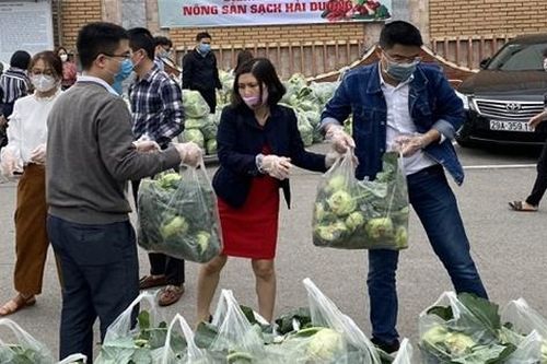 Luận bàn về chuyện giải cứu hàng nông sản ở Hải Dương