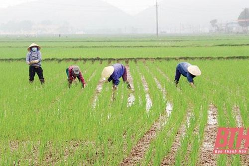 Tập trung chăm sóc và bảo vệ lúa đông xuân