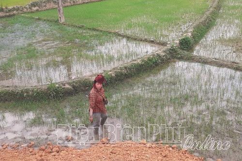Ðiện Biên Ðông tập trung chăm sóc cây lúa vụ đông xuân