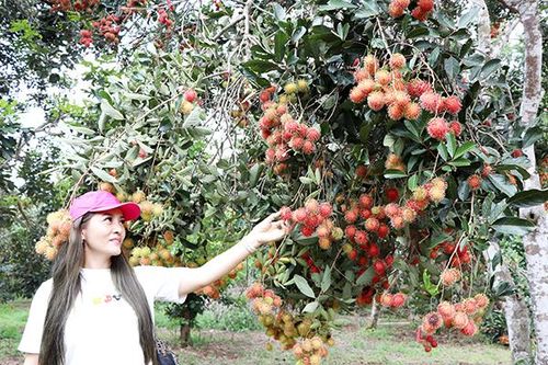 Sản xuất bền vững ở các xã nông thôn mới kiểu mẫu
