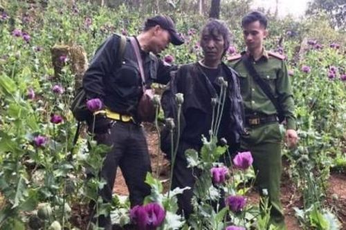 Liên tiếp phát hiện nhiều vụ trồng cây chứa chất ma túy