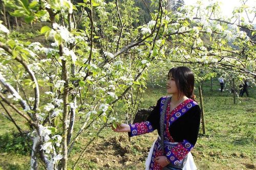 Du khách thích thú ngắm hoa lê Bắc Hà trắng muốt