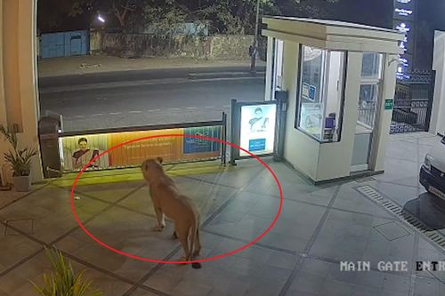 Sư tử hoang dã đi dạo trong khách sạn 5 sao