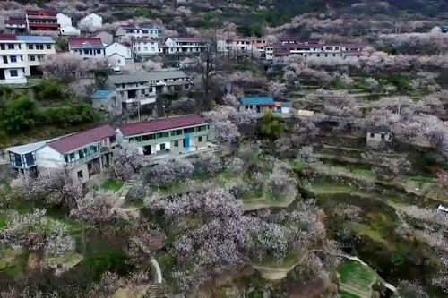 Hoa anh đào nở rộ ở Trung Quốc