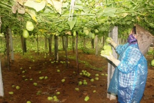Chung tay giúp người trồng rau Nghệ An tiêu thụ sản phẩm