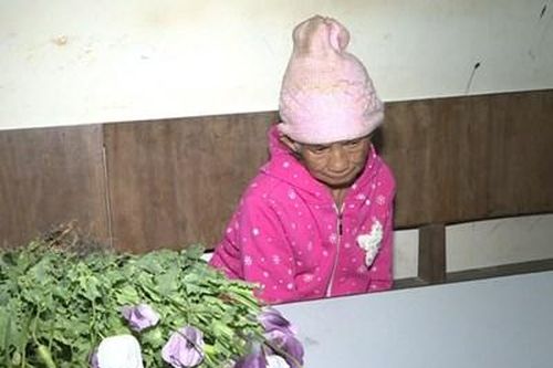 Sơn La: Phát hiện 200 cây thuốc phiện trồng trên nương
