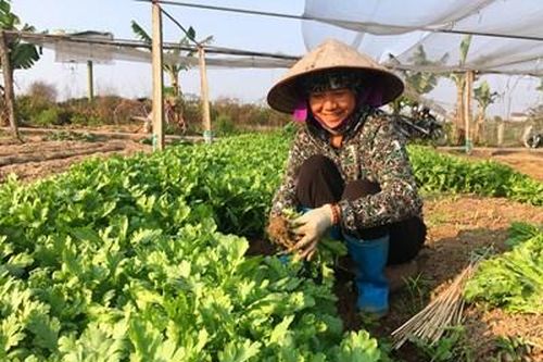 Hiệu quả từ mô hình sản xuất rau an toàn