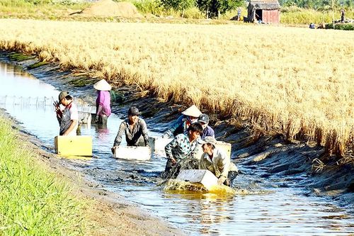 Liên kết sản xuất thích ứng với biến đổi khí hậu