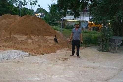 Cây xanh bị cưa đổ đè trúng người phụ nữ đi đường