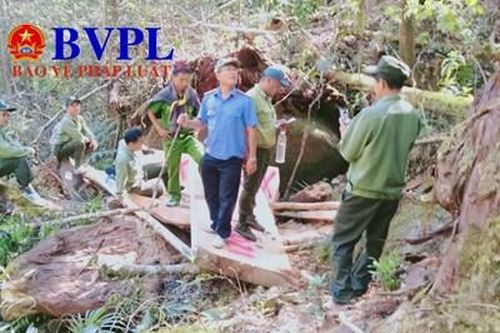 Kiểm sát khám nghiệm hiện trường vụ lâm tặc cưa hạ gỗ Pơ Mu quý hiếm