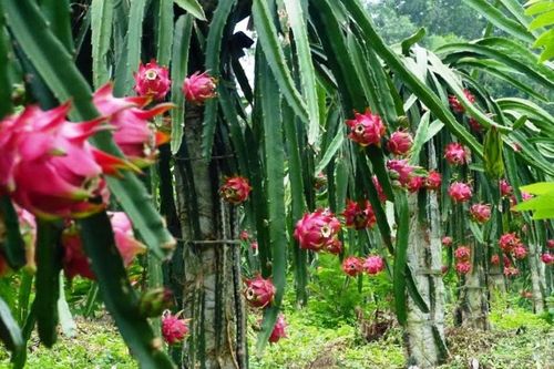 Giá thực phẩm hôm nay 9/3: Lượng rau củ quả về chợ đầu mối giảm