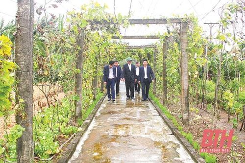 Phong trào xây dựng 'vườn hộ' tại các xã nông thôn mới nâng cao