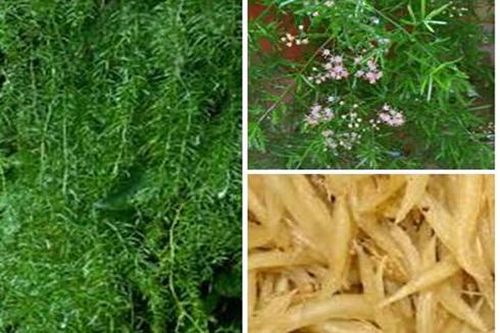 Thuốc từ cây thiên môn