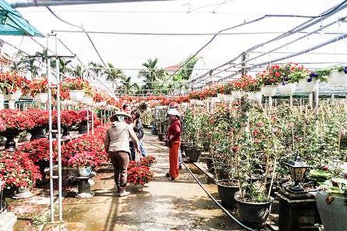 Đông Hà coi trọng phát triển nông nghiệp đô thị