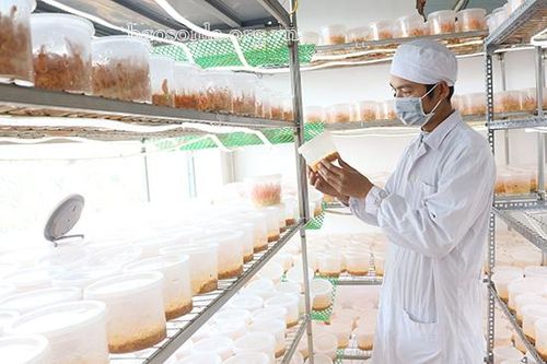 Mộc Châu phát triển đa dạng sản phẩm OCOP