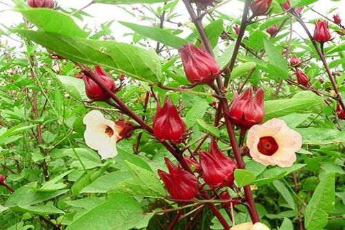 Nghiên cứu tạo giấy pH từ anthocyanin chiết xuất từ hoa atiso đỏ (Hibiscus sabdariffa L.) để ứng dụng trong phân tích và thực phẩm