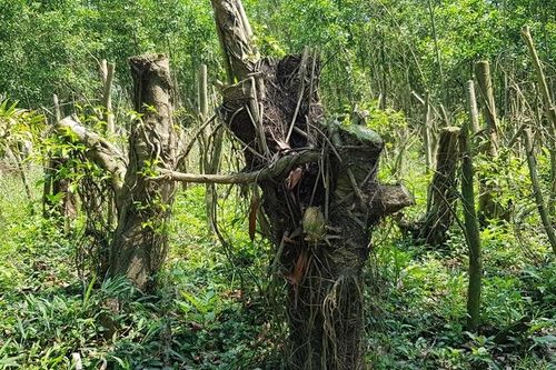 Thừa Thiên – Huế: Xem thường 'lệnh' của địa phương, người dân vẫn ồ ạt trồng cây để chờ đền bù