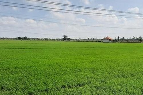 Bất chấp cảnh báo, nhiều nông dân 'đánh cược' với thời tiết