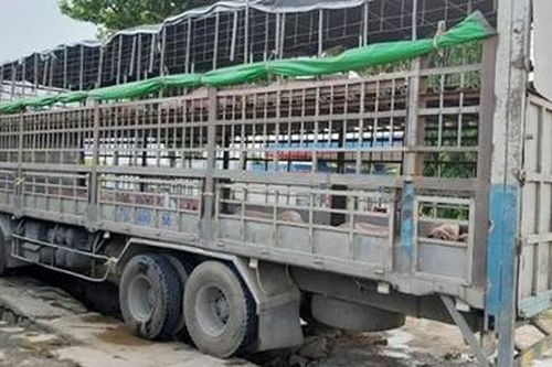 Xử lý nghiêm việc buôn bán lợn bệnh, lợn chết