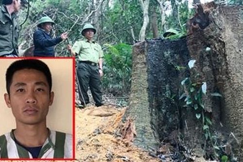 Khởi tố, bắt giam đối tượng cầm đầu vụ khai thác gỗ trái phép