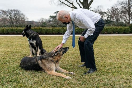 Chó cưng của Biden bị 'trừng phạt' vì cắn mật vụ