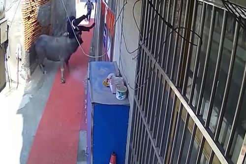 Trâu điên chạy khỏi lò mổ, húc 2 người văng lên không trung