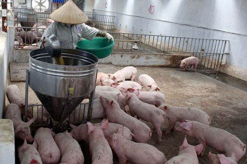 Sử dụng chất cấm trong chăn nuôi sẽ bị phạt đến 80 triệu đồng