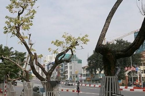 Cần xem xét trách nhiệm khi nhiều cây sưa đỏ ở Hà Nội bị chết