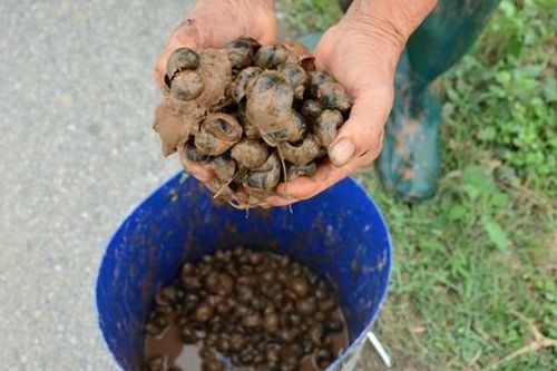 Nam Định: 'Giặc' ốc bươu vàng tái xuất