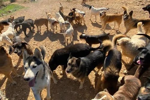 Người nông dân Lebanon nuôi 350 con chó