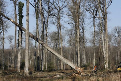 Pháp đốn 1.000 cây gỗ sồi để xây lại Nhà thờ Đức Bà Paris