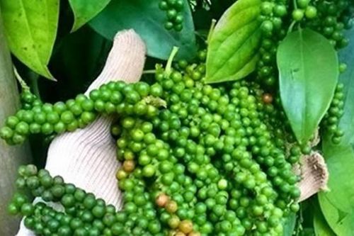 Giá tiêu hôm nay 10/3: Tiếp tục tăng mạnh, cán mốc 64.000 đồng/kg, dự báo lạc quan lên 100.000 đồng/kg