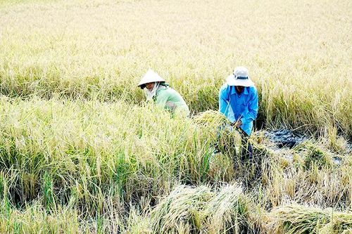 Lúa thơm - tôm sạch ở Sóc Trăng