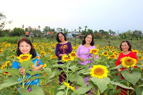 Check in ở 'vườn hoa mặt trời'