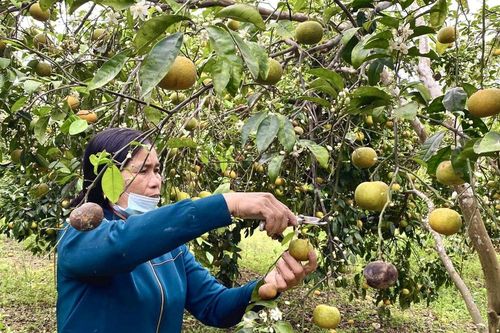 Đặc sản quýt Nghệ An bán rẻ như cho vẫn không ai mua