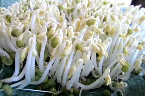 Tuyệt chiêu chọn mua giá đỗ an toàn, không sợ ủ thuốc độc hại