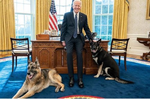 Chó cưng của ông Joe Biden phải rời Nhà Trắng sau khi lao vào cắn nhân viên an ninh