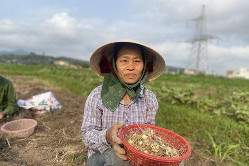 Nghệ An: Hành tăm rớt giá còn 13.000 đồng/kg vẫn 'bí' đầu ra