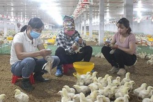 Tăng cường phòng, chống dịch cúm gia cầm trên địa bàn tỉnh