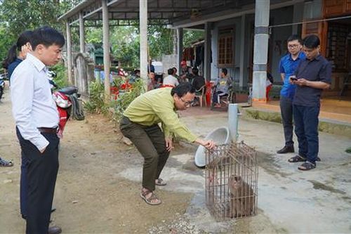 Đã bắt được cá thể khỉ quý hiếm ở xã Cam Hiếu