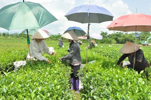 Hỗ trợ người dân sản xuất, chế biến chè