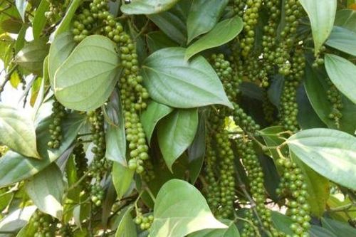 Giá tiêu tăng cao, cơ hội cho người dân vượt khó, thoát nghèo