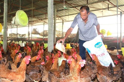 Gắn sản xuất nông sản với tiêu thụ