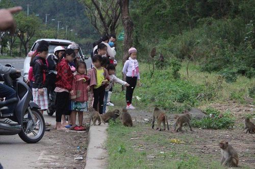 Tình nguyện viên tuyên truyền bảo vệ khỉ Sơn Trà