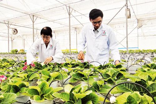 Công nghệ sinh học thúc đẩy nông nghiệp công nghệ cao