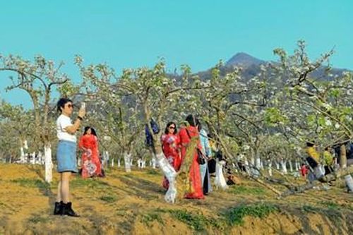 Trắng tinh khôi mùa hoa lê Bắc Hà