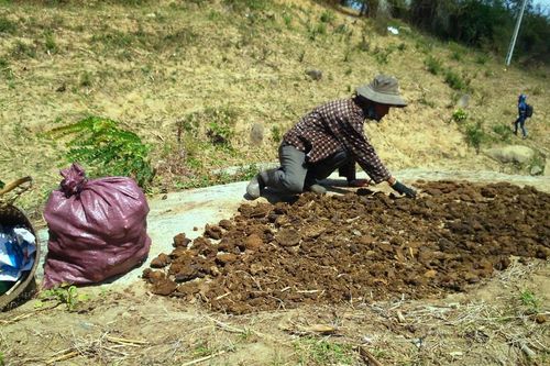 Người dân vùng sâu Đắk Lắk tăng thu nhập từ nghề... nhặt phân bò