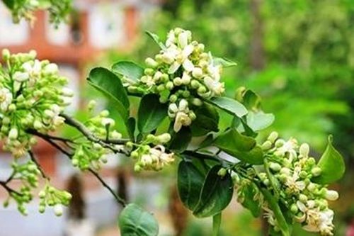 Tháng ba hoa bưởi